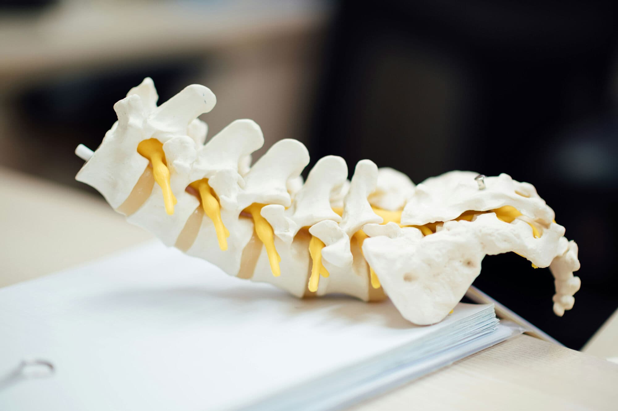 Model of the human spine